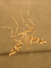 Mischoderus annuliferus