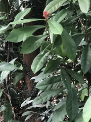 Ixora