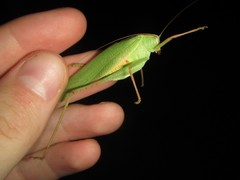Caedicia pictipes