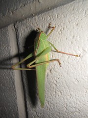 Caedicia pictipes