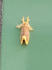 Euproctis quadrangularis