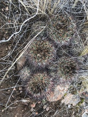 Pediocactus nigrispinus
