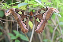 Attacus taprobanis
