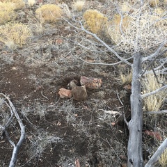 Pediocactus nigrispinus