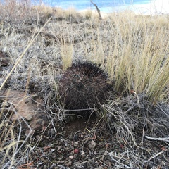 Pediocactus nigrispinus