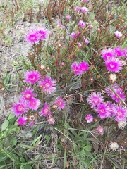 Lampranthus tenuifolius