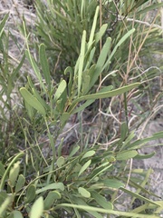 Euclea sekhukhuniensis