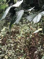 Lepidoptera