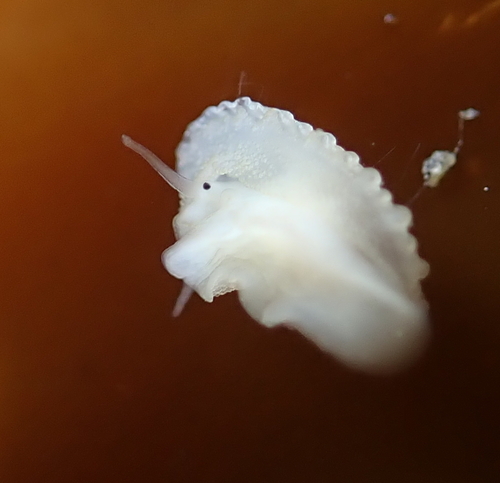 Rough Keyhole Limpet