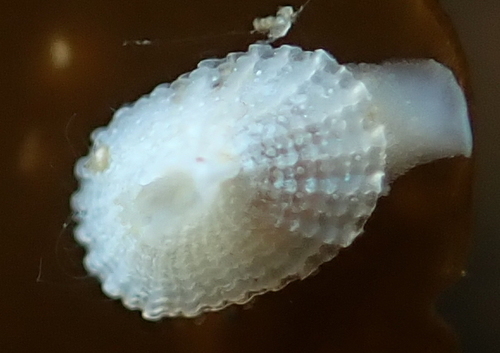 Rough Keyhole Limpet