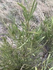 Euclea sekhukhuniensis