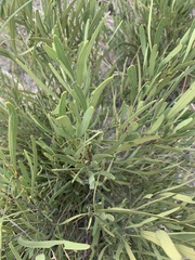 Euclea sekhukhuniensis