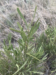 Euclea sekhukhuniensis