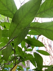 Apocynoideae