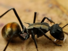 Polyrhachis angusta