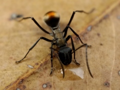 Polyrhachis angusta