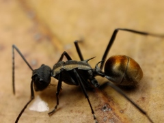 Polyrhachis angusta