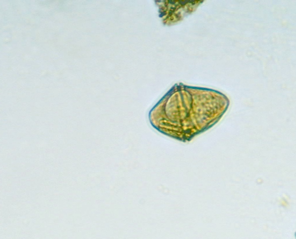 Gymnodinium gracile