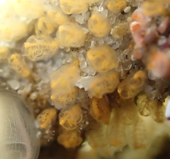 Pycnoclavella stanleyi