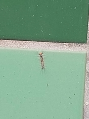 Lepidoptera
