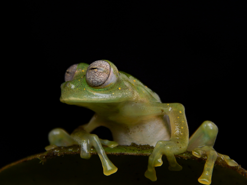 Pijaos' Glassfrog