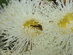 Chauliognathus sydneyanus