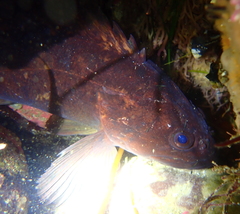 Sebastes rastrelliger