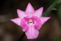Calanthe labrosa