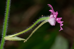 Calanthe labrosa