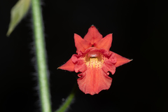 Calanthe labrosa