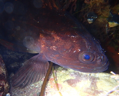 Sebastes rastrelliger