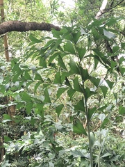 Caryota