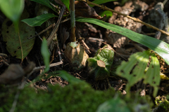 Calanthe labrosa