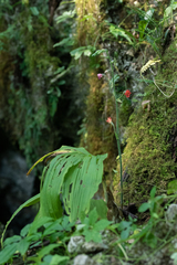Calanthe labrosa