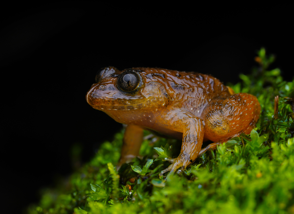 Meowing Night Frog
