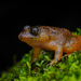 Meowing Night Frog - Photo (c) Daniel V Raju, some rights reserved (CC BY-NC), uploaded by Daniel V Raju