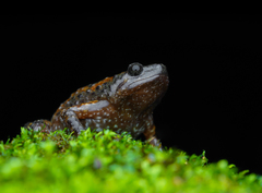 Uperodon montanus