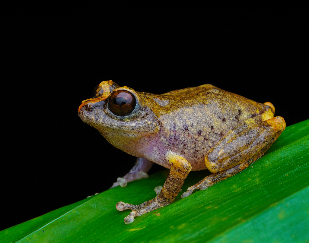 Sushil's Bush Frog (Raorchestes sushili)