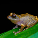 Raorchestes sushili - Photo (c) Daniel V Raju, algunos derechos reservados (CC BY-NC), subido por Daniel V Raju