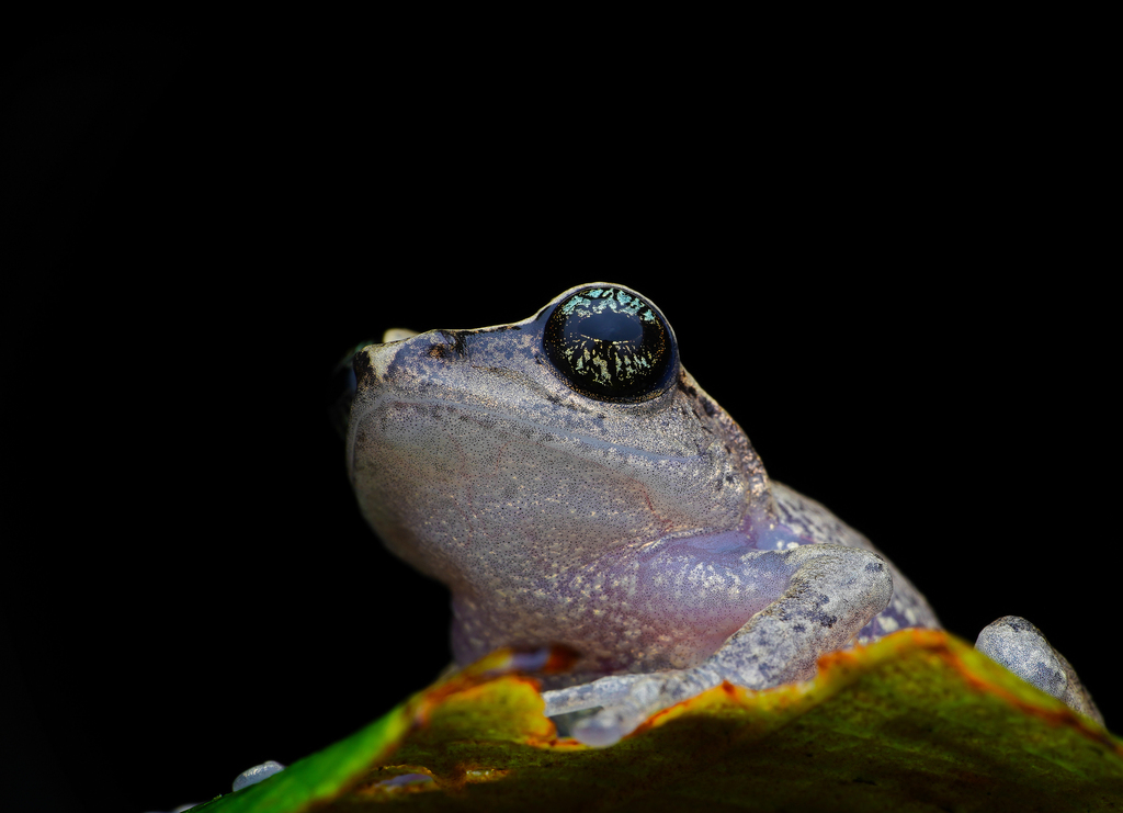 Green-eyed Bush Frog (Raorchestes chlorosomma)