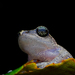 Green-eyed Bush Frog - Photo (c) Daniel V Raju, some rights reserved (CC BY-NC), uploaded by Daniel V Raju