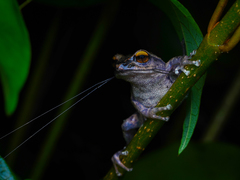 Koadaikanal Bush Frog photo 4