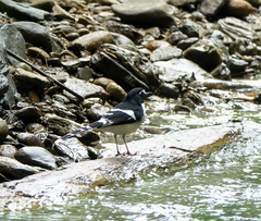 Enicurus immaculatus