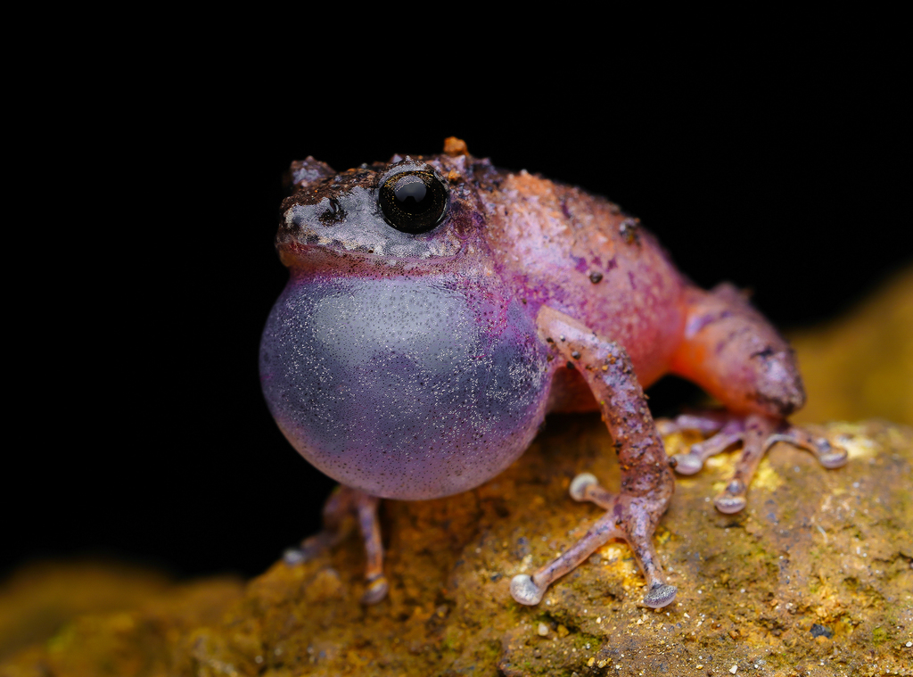 Griet Bush Frog