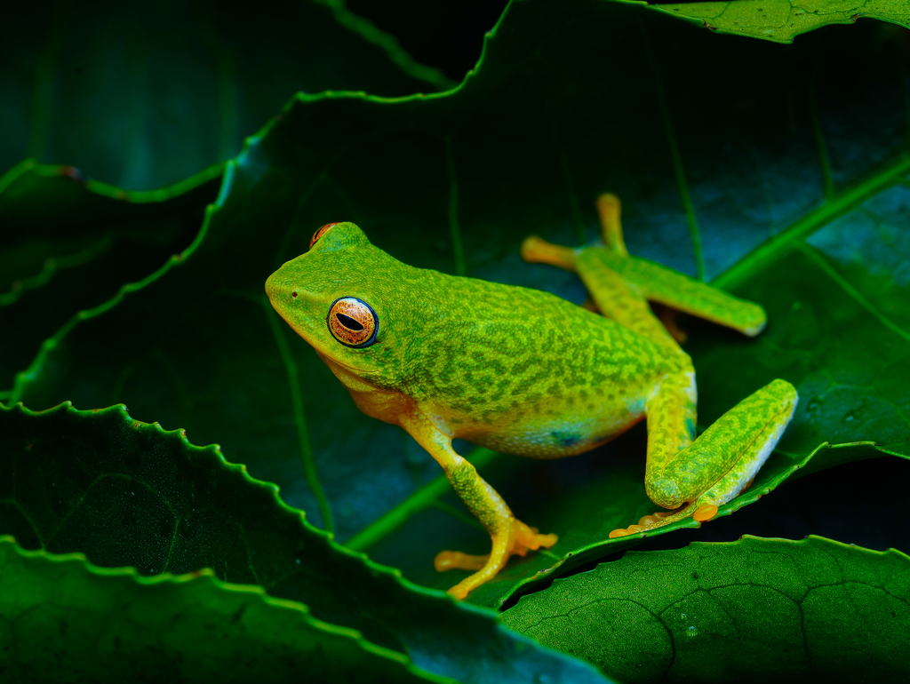 Jayaram's Bush Frog