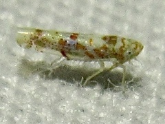 Dikrella maculata