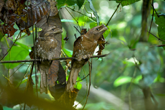 Batrachostomus moniliger