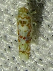 Dikrella maculata