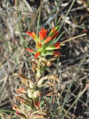 Castilleja glandulosa
