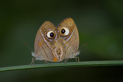 Mycalesis junonia